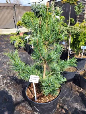 Сосна Веймутовая Грег, Pinus strobus Greg, С5 d 35-40см | САД ПОЛТАВИ