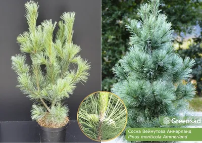 Купить Сосна веймутова Блю Шег Pinus strobus Blue Shag - в питомнике Флорини