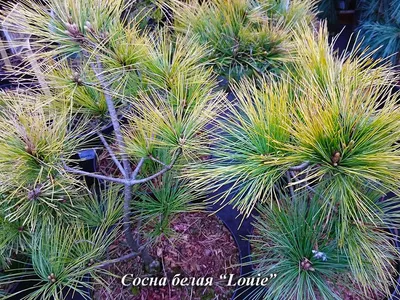 Сосна Веймутова