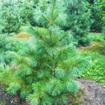 Сосна веймутовая Tiny Kurls (ID#656475404), цена: 5900 ₴, купить на Prom.ua