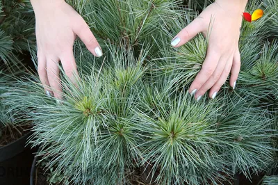 Сосна веймутова Макопин / h 40-60 / Pinus strobus Macopin: продажа, цена в  Украине. саженцы декоративных деревьев и кустарников от \"БалСад\" -  1356868947