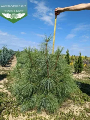 Сосна веймутовая Блю Джей. (Pinus strobus Blue Jay) С35 купить в  интернет-магазине ЦВІТСАД с доставкой по Украине