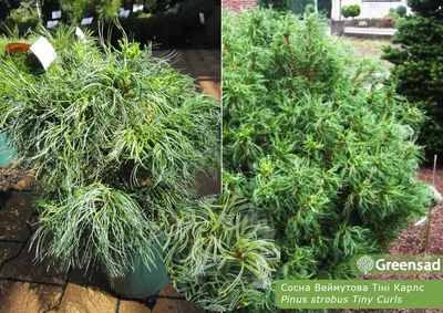 Сосна Веймутовая 'Грин Твист', Pinus strobus 'Green Twist' | САД ПОЛТАВИ