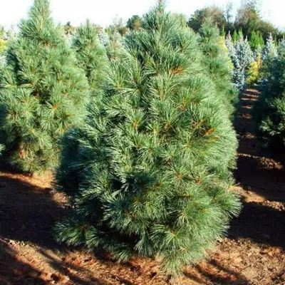 Сосна горная Веймутова Аммерланд (Ammerland) купить в Киеве, цена — Greensad