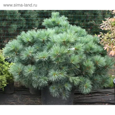 Сосна Веймутова или Белая сосна СЕМЕНА (Pinus strobus) Семена для  проращивания (20 семян) | AliExpress