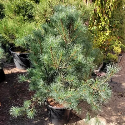 Купить Сосна веймутова Блю Шег Pinus strobus Blue Shag - в питомнике Флорини