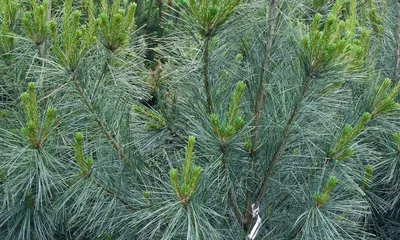 Pinus strobus, Сосна Веймутова|landshaft.info