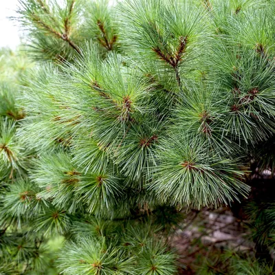 Сосна Веймутова 'Radiata' - Pinus strobus 'Radiata' - «Feel Green»