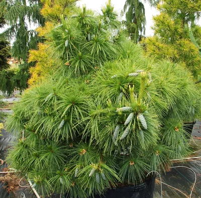 Сосна веймутовая Блю Кловерс / h 80-100 / Pinus Blue Clovers  (ID#1976302126), цена: 3400 ₴, купить на Prom.ua