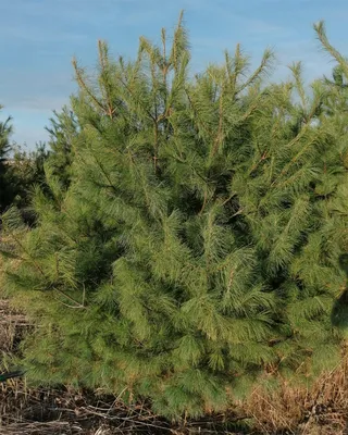 Сосна веймутовая Тини Керлс. (Pinus strobus Tiny Curls) С7,5 купить в  интернет-магазине ЦВІТСАД с доставкой по Украине