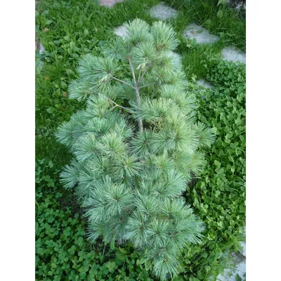 Сосна веймутовая Блю Кловерс / h 80-100 / Pinus Blue Clovers: продажа, цена  в Харьковской области. Саженцы декоративных деревьев и кустарников от  \"БалСад\" - 1976302126