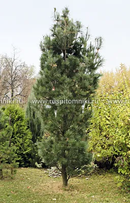 🌱 Семена Сосна Веймутова Вайт, Семена, 20 шт. Цена от 350 руб. В наборе  качественные семена, инструкция и советы по проращиванию дерева дома.  Купить с доставкой и онлайн оплатой. - интернет-магазин Лесландия