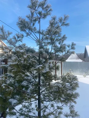 Сосна шверина Витхорст \"Pinus schwerinii Wiethorst\" | САД ПОЛТАВИ
