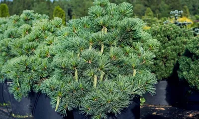Купить саженец веймутовая Kruger's Lilliput, в интернет-магазине Биуд. -  biudmarket.ru