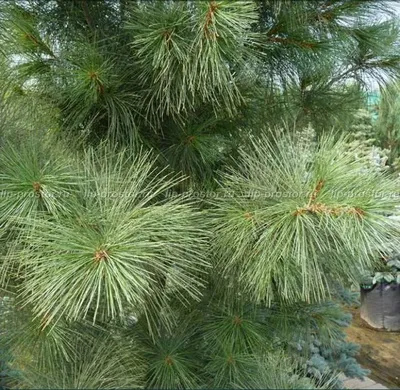Сосна веймутовая Pacific Sunrise / Pinus strobus 'Pacific Sunrise' С45  Н120-140 – фото, отзывы, характеристики в интернет-магазине ROZETKA от  продавца: ImportPlant | Купить в Украине: Киеве, Харькове, Днепре, Одессе,  Запорожье, Львове