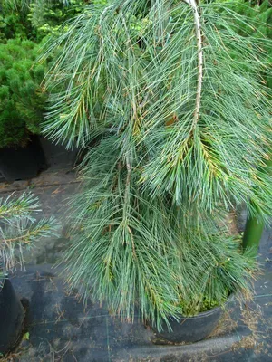 Сосна шверина Витхорст Pinus x schwerinii Wiethorst | Питомник Тайга