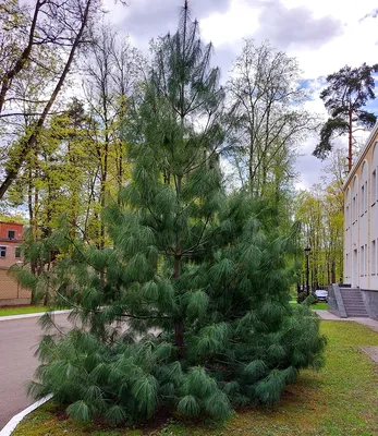 Саженцы сосны Веймутова - купить в Москве по низкой цене