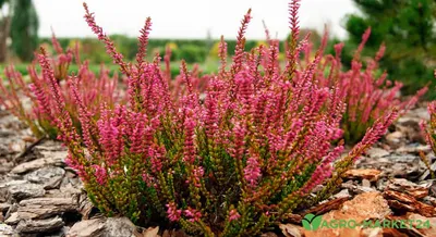 Вереск обыкновенный – Calluna vulgaris L. Hull | Отдел «Ботанические  экспозиции»