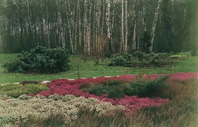 Вереск вереска сада зацветая фиолетовый Vulgaris в горах Стоковое  Изображение - изображение насчитывающей причалите, деталь: 90900711