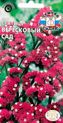 ВЕРЕСК обыкновенный — 5 правил посадки и ухода