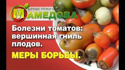 Вершинная гниль томатов – в теплице и их лечение, фото, обработка  препаратами, народными средствами