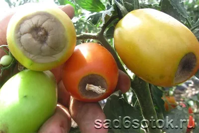 Вершинная гниль: лечение помидоров. Чем подкормить и опрыскать томаты от вершинной  гнили | Советы Садоводам