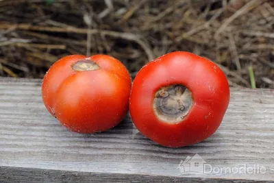 Вершинная гниль томатов: лечение с помощью сульфата магния | ОГОРОД.сайт