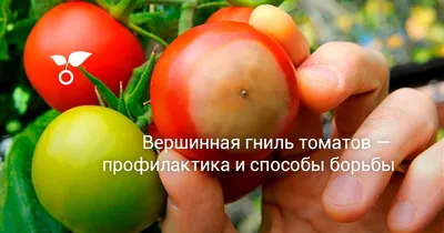 Чем обработать помидоры от вершинной гнили плодов: препараты, народные  средства