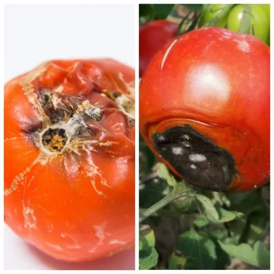 Вершинная гниль томатов: причины появления и способы борьбы | На грядке  (Огород.ru)