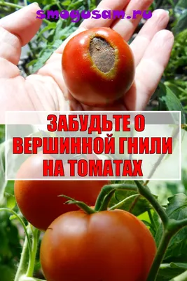 Вершинная гниль томатов в теплице - чем обработать и как предотвратить |  Агро Сіті