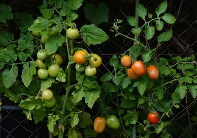 📌Самое лучшее средство от вершинной гнили томатов| СПАСАЕМ УРОЖАЙ🍅🍅🍅 |  Огород с помидорами, Органическое садоводство, Маленькие огороды