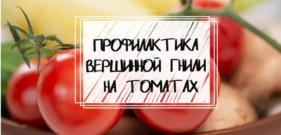 Вершинная гниль у помидоров - причины и как избежать этой проблемы -  Телеграф