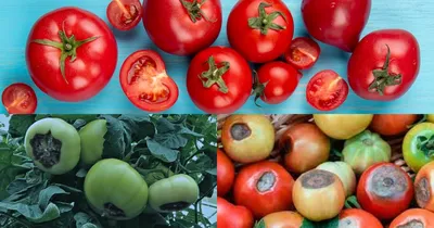 В нашем огороде впервые не будет нормального урожая помидоров…» | Миус Инфо