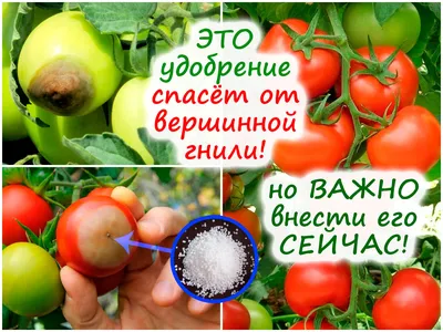 Вершинная гниль томатов | Хозяин. Дом. Сад. Огород