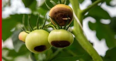 Если на верхушке плода появилось черное пятно – срочно спасайте урожай.  Эксперты рассказали, как уберечь томаты от
