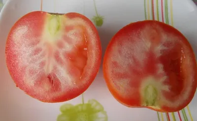 6 общих проблем с помидорами и как их исправить - шпаргалка для  огородников! - Рамблер/новости