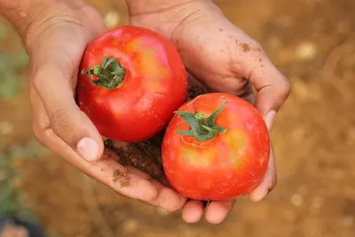 Вершинная гниль у томатов — чем обработать овощи, чтобы прогнать болезнь