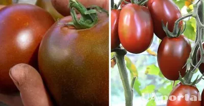 Как бороться с вершинной гнилью томатов | Агро Сіті