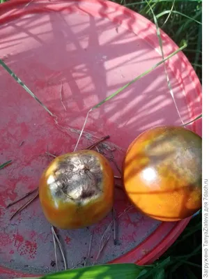 Вершинная гниль на помидорах в теплице: как бороться