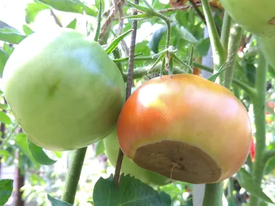 Почему гниют томаты на ветке? Причины и борьба с болезнями - Декор