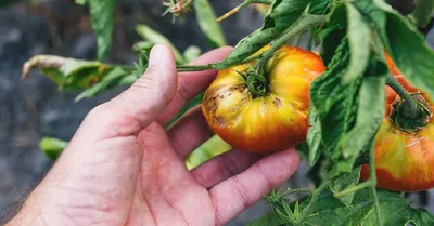Почему чернеют помидоры – когда собирать урожай помидоров – что делать,  чтобы помидоры не чернели