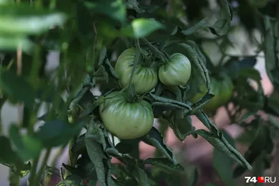 Шесть причин белой середины помидоров