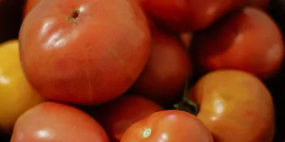 Вершинная гниль томатов . Почему случается и как лечить вершинную гниль  томатов - YouTube | Растения, Выращивание помидоров, Огород