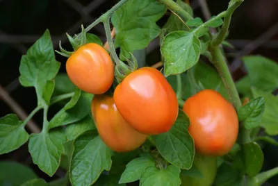 Вершинная гниль: лечение помидоров. Чем подкормить и опрыскать томаты от вершинной  гнили | Советы Садоводам
