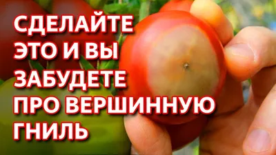 Вершинная гниль в теплице: как я спасаю урожай | Будни ленивых дачников |  Дзен