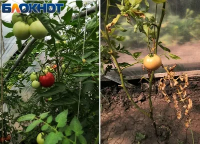 Как защитить помидоры от вершинной гнили?