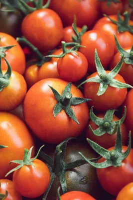 Вершинная гниль томатов – спасти помидоры поможет древесный пепел и кальций