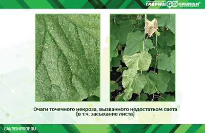 Ожоги и нарушение формы огурцов: корнепад, некрозы и прочее | ГавришПроф |  Дзен