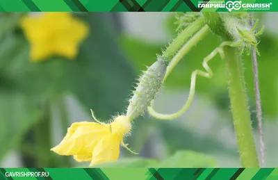 🥒Выращиваю огурцы по проверенной технологии. Выход урожая под 100% и  больше🥒 | ГавришПроф | Дзен