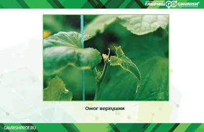 Ожоги и нарушение формы огурцов: корнепад, некрозы и прочее | ГавришПроф |  Дзен
